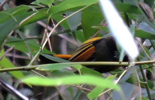 Golden-breasted Fulvetta (Lioparus chrysotis)