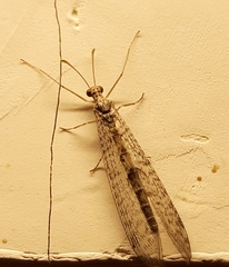 Gymnocnemia variegata