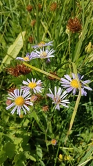 Symphyotrichum bracteolatum