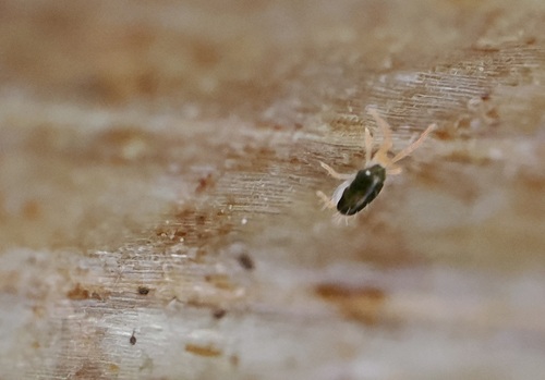 Eupodes observed 2025-01-18