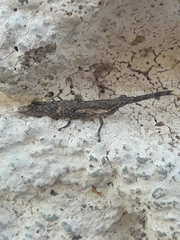 Calamacris clendoni