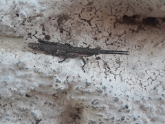 Calamacris clendoni