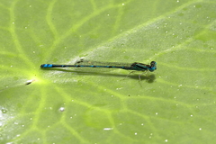 Austroagrion exclamationis