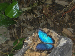 Morpho helenor montezuma