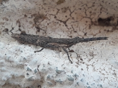 Calamacris clendoni