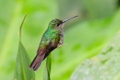Chalybura urochrysia