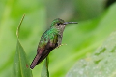 Chalybura urochrysia