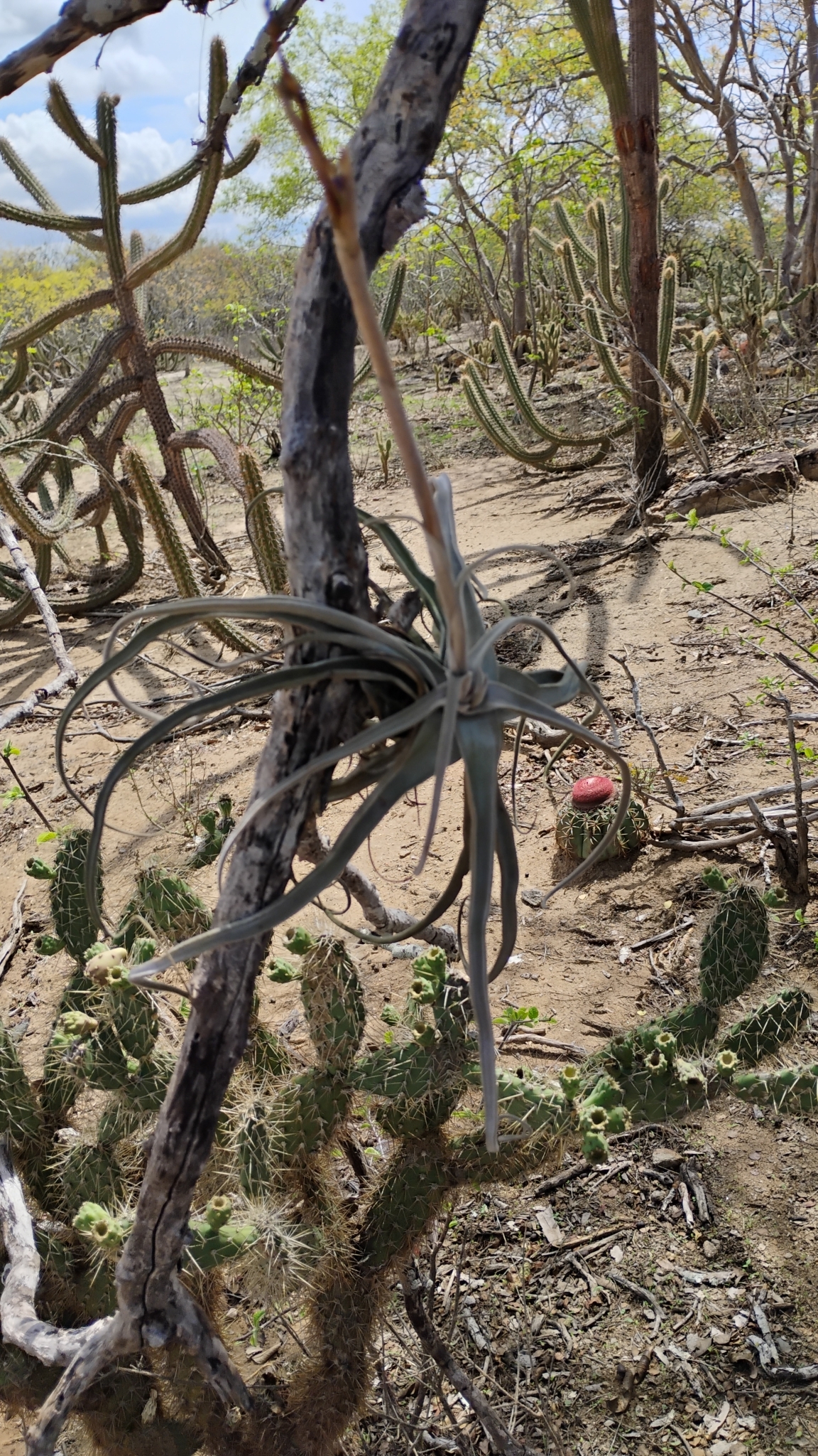 Tillandsia streptocarpa