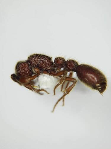 Ooceraea quadridentataOoceraea quadridentata