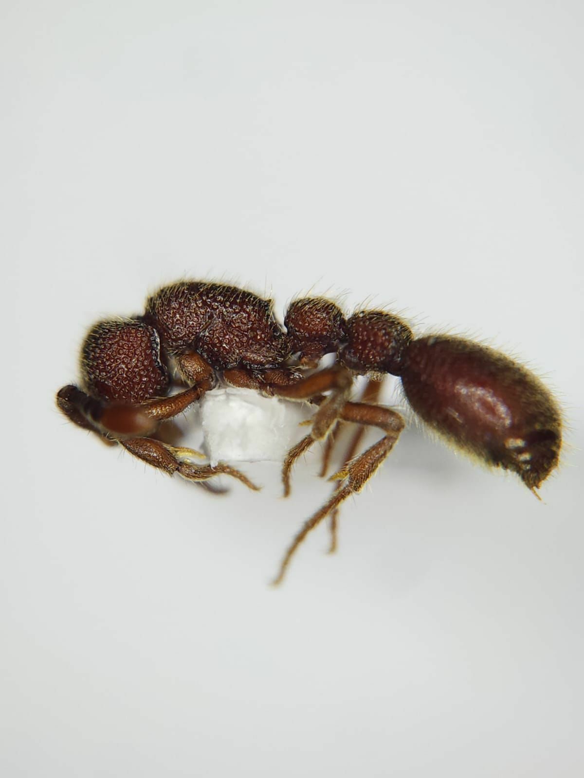 Ooceraea quadridentata