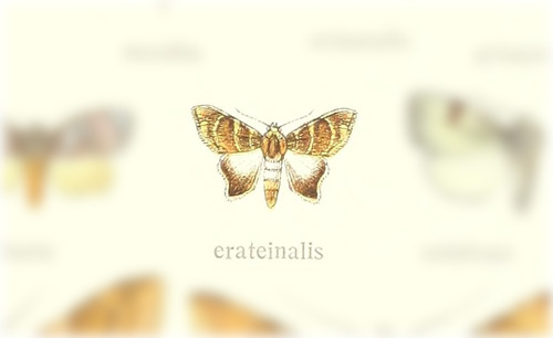 Cossedia erateinalis