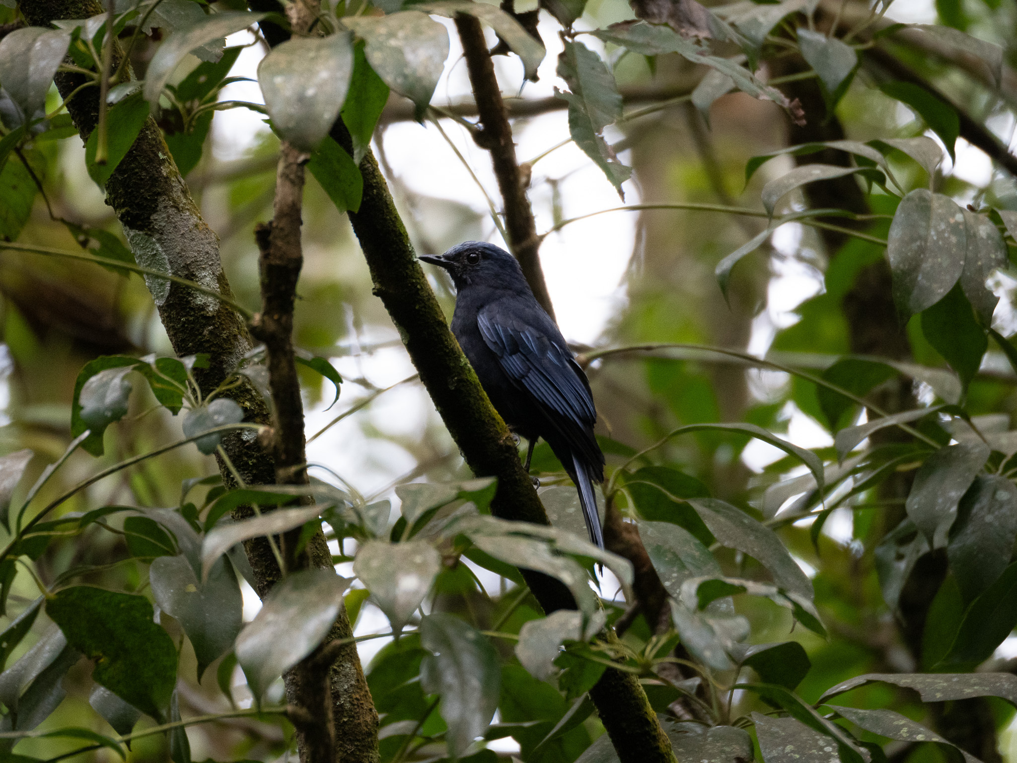 Javan Cochoa (Cochoa azurea), photo 2