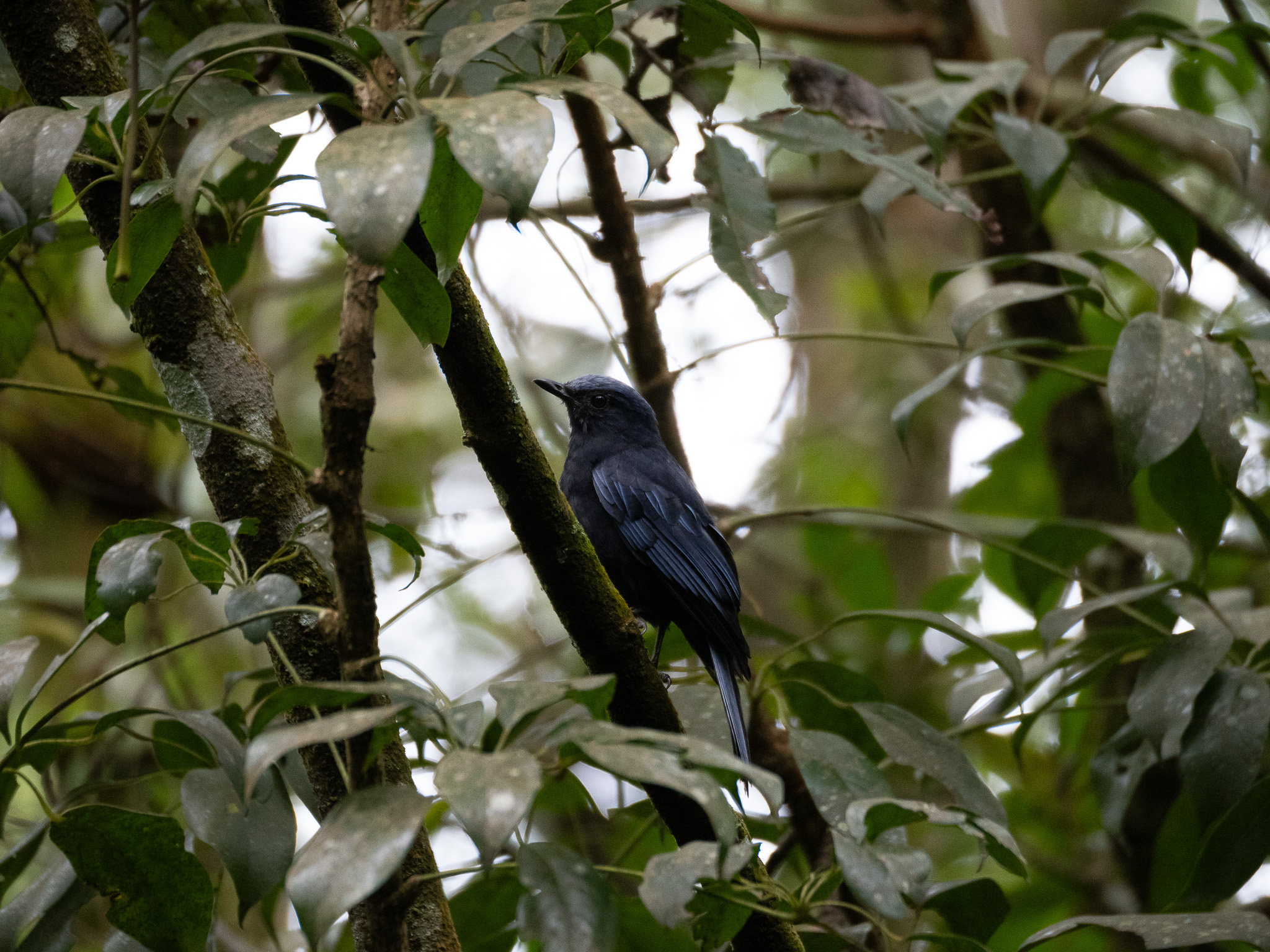 Javan Cochoa (Cochoa azurea), photo 9