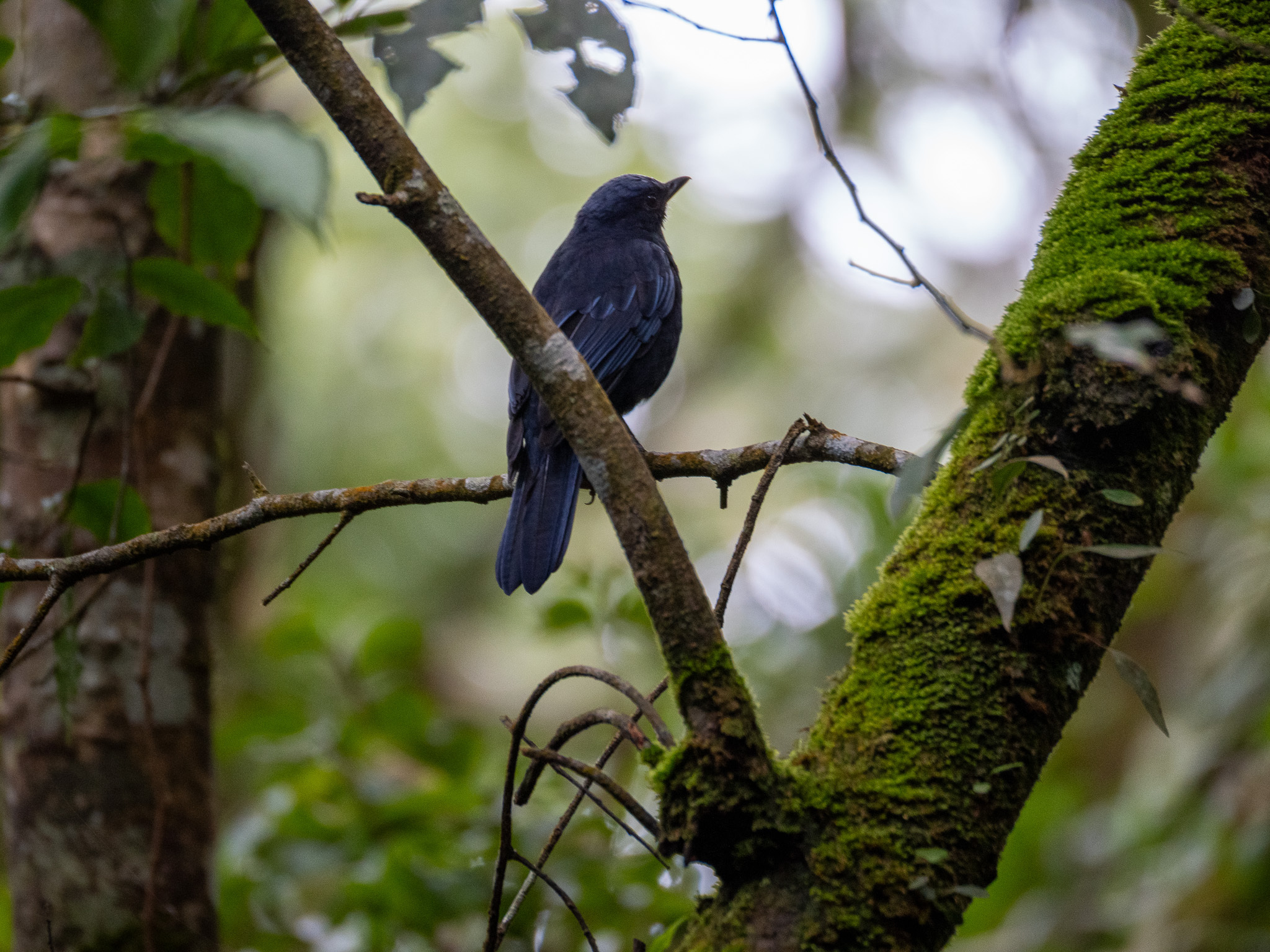 Javan Cochoa (Cochoa azurea), photo 8