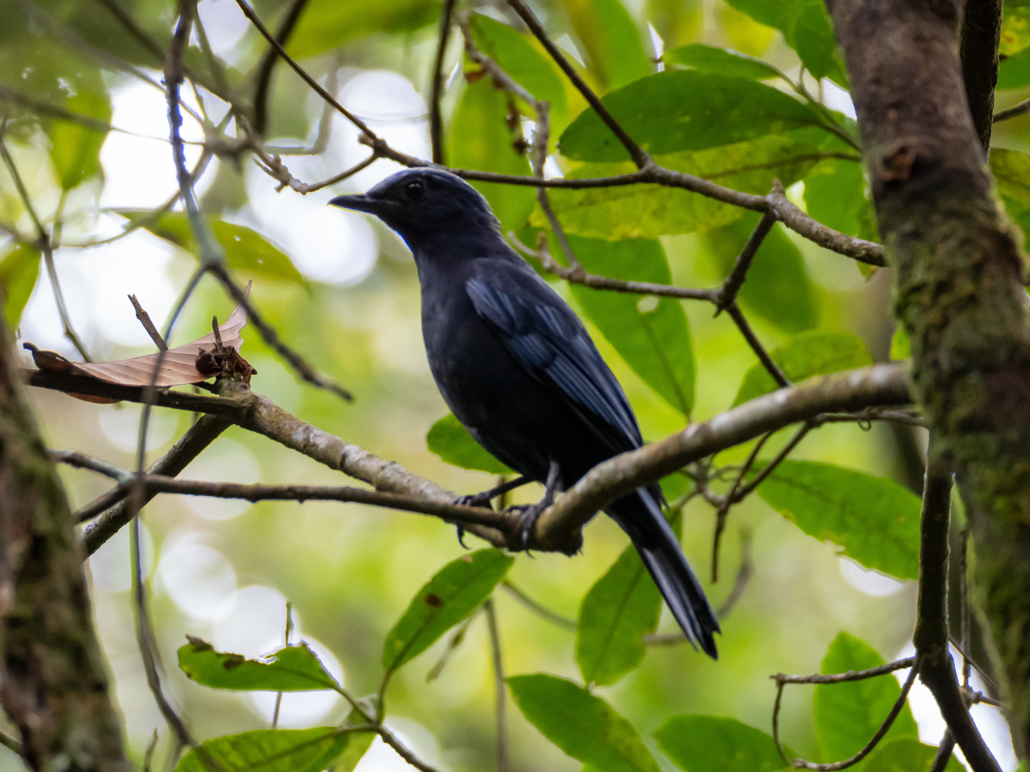 Javan Cochoa (Cochoa azurea), photo 3