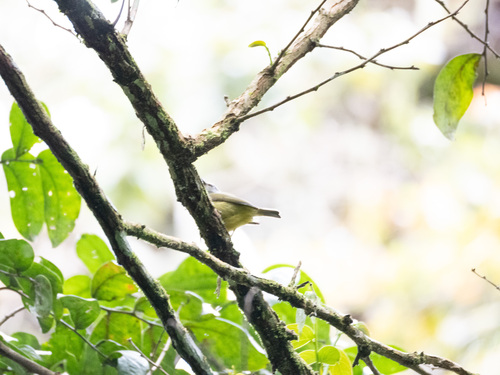 Javan Heleia (Heleia javanica), photo 2