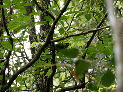 Fire-tufted Barbet (Psilopogon pyrolophus), photo 2
