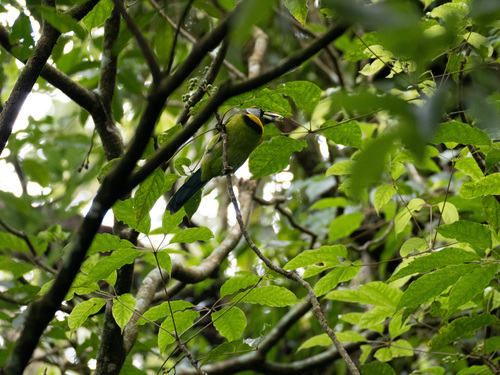 Fire-tufted Barbet (Psilopogon pyrolophus), photo 3