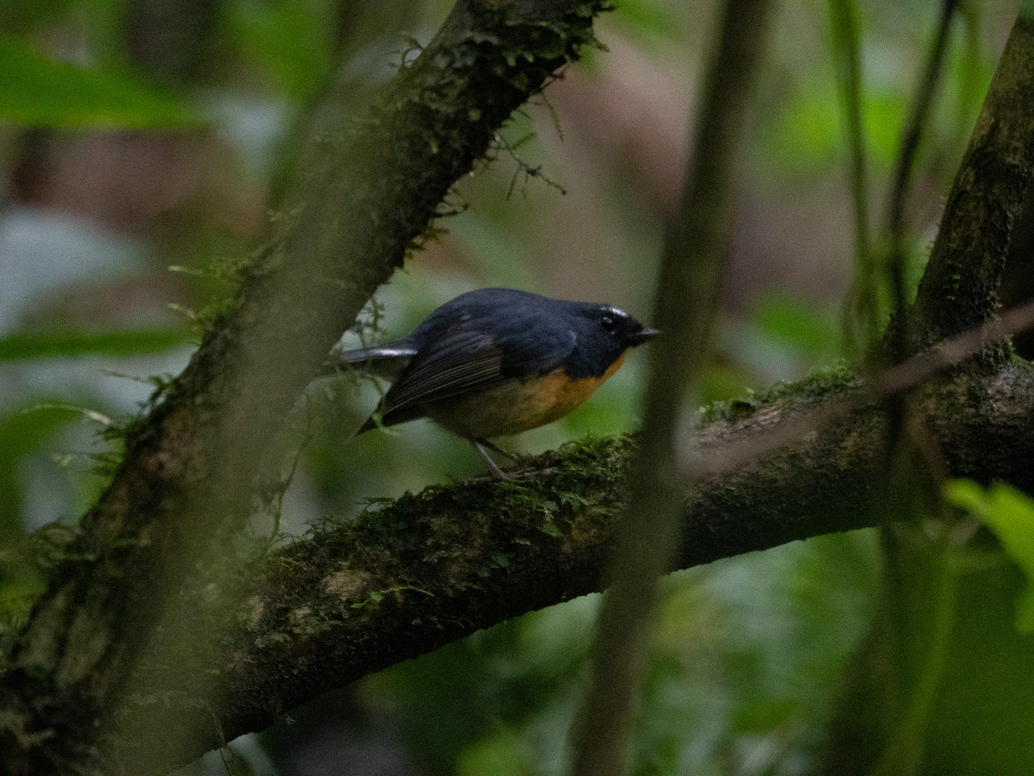 Snowy-browed Flycatcher