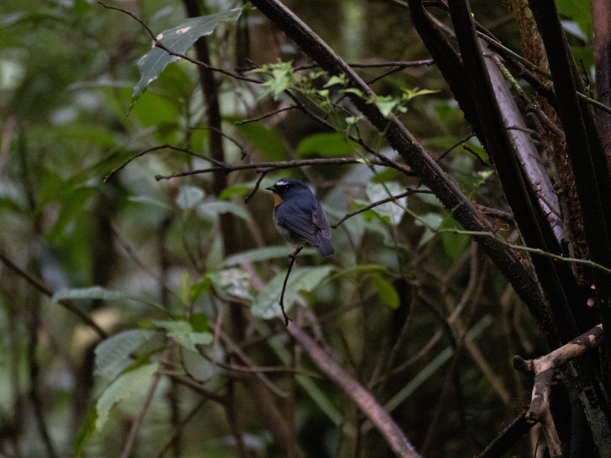 Snowy-browed Flycatcher