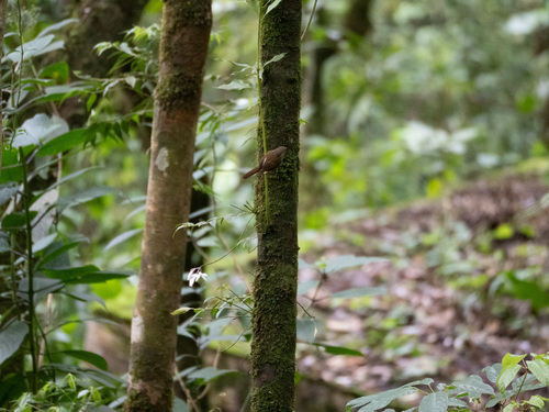 Javan Fulvetta (Alcippe pyrrhoptera), photo 5