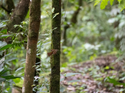 Javan Fulvetta (Alcippe pyrrhoptera), photo 4