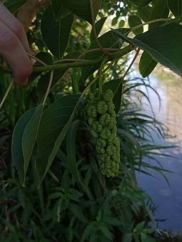 Phytolacca dioica
