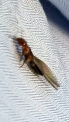 Western Drywood Termite photo 4