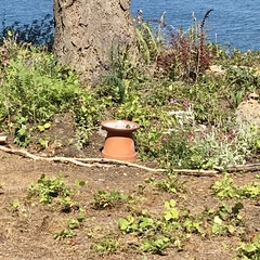 Zonotrichia leucophrys