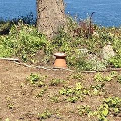 Zonotrichia leucophrys