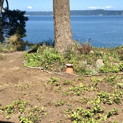 Zonotrichia leucophrys