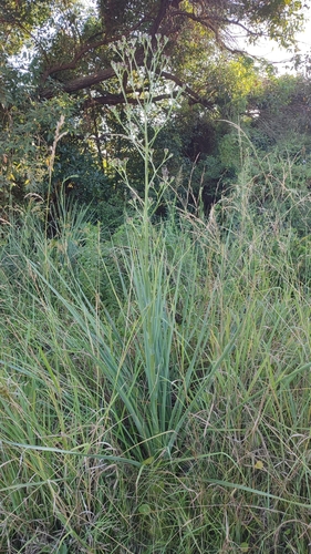 Foto de Caraguatá