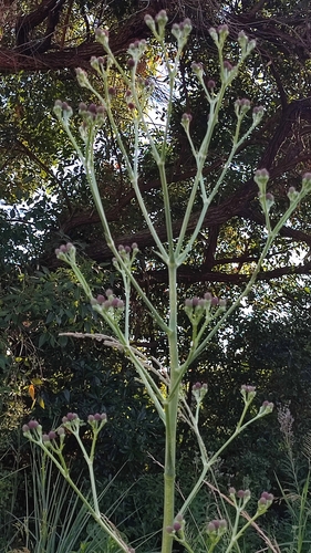 Foto de Caraguatá