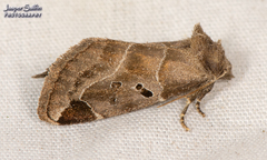 Plagiomimicus pityochromus