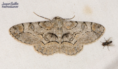 Iridopsis larvaria