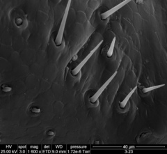 Hemiandrus bilobatus