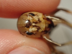 Hemiandrus bilobatus