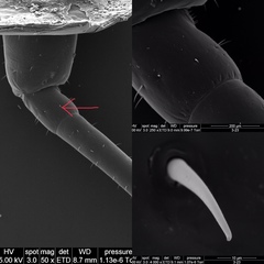 Hemiandrus bilobatus