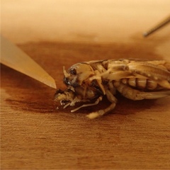 Hemiandrus bilobatus