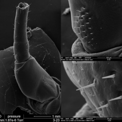 Hemiandrus bilobatus