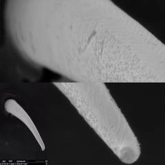 Hemiandrus bilobatus