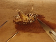 Hemiandrus bilobatus