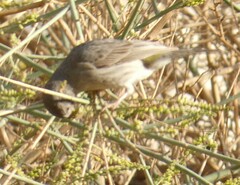 Arabian Serin photo 5