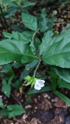Image of Pavonia fruticosa by (c) Martin Vallejos, some rights reserved (CC BY)