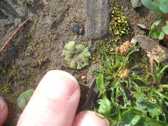 Riccia crystallina