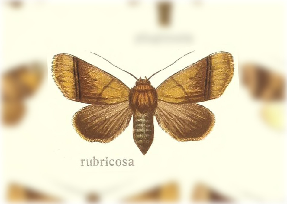 Chora rubricosa