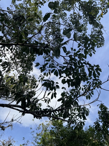 Foto de Marmelinho-do-mato