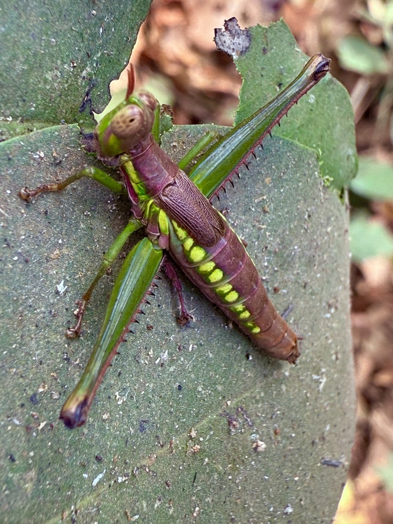 Euschmidtia congana