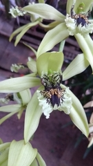 Coelogyne pandurata