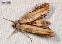 Cucullia convexipennis